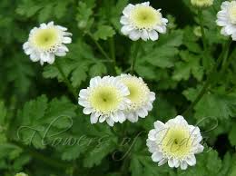 Febrifuge plant(Solanum virginianum L.)